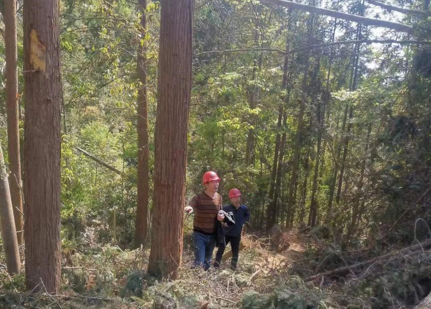 “兩節(jié)”前夕，“綠盾”行動——福建金森嚴格把關林木采伐施工