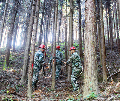 嚴把森林培育質量關，譜寫資源培育新篇章